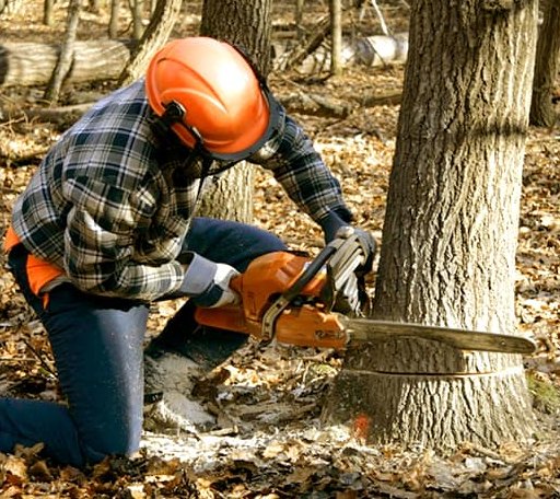 Tree Removal in Bessie, OK